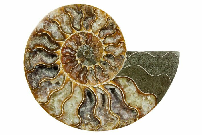 Cut & Polished Ammonite Fossil (Half) - Madagascar #354126